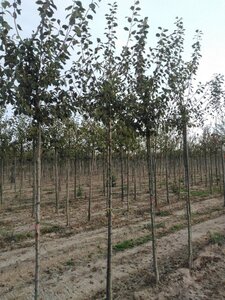 Prunus d. 'Hauszwetsche' = 'Altesse Simple' 8-10 STA4 BR bottom grafted