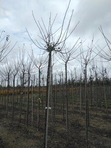 Prunus d. 'Monsieur Hâtif' 10-12 Hoogstam wortelgoed boven vered. 225 cm stam