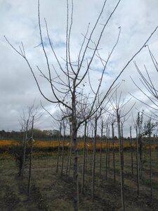 Prunus d. 'Monsieur Hâtif' 10-12 Hoogstam wortelgoed onder vered.