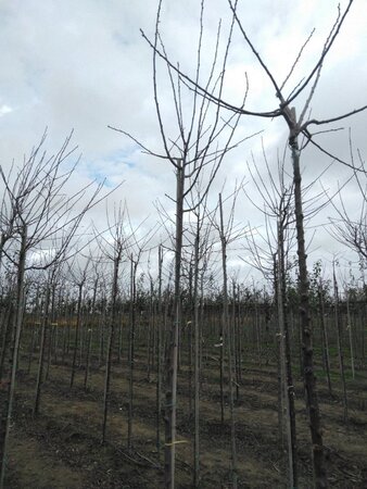 Prunus d. 'Monsieur Hâtif' 8-10 Hoogstam wortelgoed onder vered.