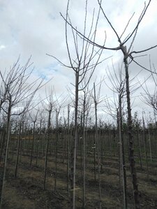 Prunus d. 'Monsieur Hâtif' 8-10 Hoogstam wortelgoed onder vered.