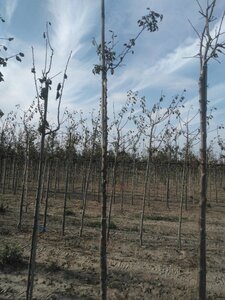 Prunus d. 'Mirabelle de Metz' 10-12 Hoogstam wortelgoed boven vered.