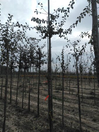 Prunus d. 'Mirabelle de Metz' 8-10 Hoogstam wortelgoed boven vered.