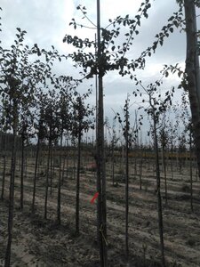 Prunus d. 'Mirabelle de Metz' 8-10 Hoogstam wortelgoed boven vered.