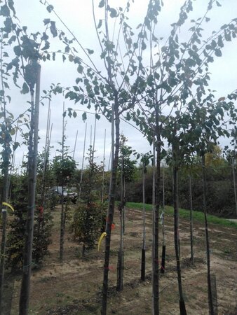 Prunus d. 'Mirabelle de Nancy' 10-12 Hoogstam wortelgoed boven vered. 225 cm stam - afbeelding 2