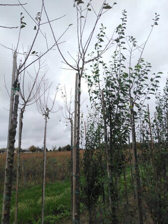 Prunus d. 'Mirabelle de Nancy' 10-12 Hoogstam wortelgoed boven vered. 225 cm stam - afbeelding 1