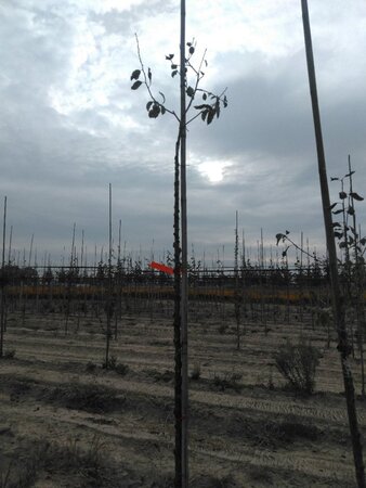 Prunus d. 'Mirabelle de Nancy' 10-12 Hoogstam wortelgoed boven vered. - afbeelding 2