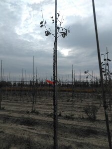 Prunus d. 'Mirabelle de Nancy' 10-12 Hoogstam wortelgoed boven vered. - afbeelding 2