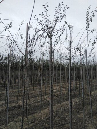 Prunus d. 'Mirabelle de Nancy' 10-12 Hoogstam wortelgoed boven vered. - afbeelding 1