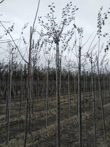 Prunus d. 'Mirabelle de Nancy' 10-12 Hoogstam wortelgoed boven vered.