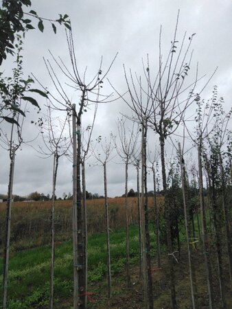 Prunus d. 'Mirabelle de Nancy' 10-12 Hoogstam wortelgoed boven vered. - afbeelding 3