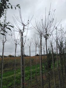 Prunus d. 'Mirabelle de Nancy' 10-12 Hoogstam wortelgoed boven vered. - afbeelding 3