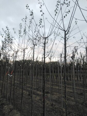 Prunus d. 'Mirabelle de Nancy' 10-12 Hoogstam wortelgoed onder vered.