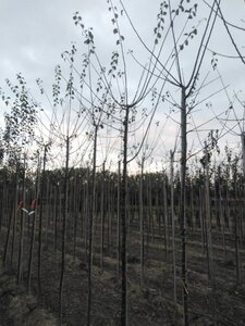 Prunus d. 'Mirabelle de Nancy' 10-12 Hoogstam wortelgoed onder vered.