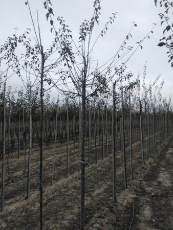 Prunus d. 'Mirabelle de Nancy' 12-14 Hoogstam wortelgoed 2 X verplant onder vered.