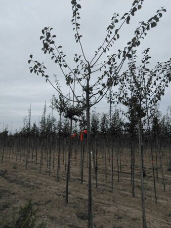 Prunus d. 'Mirabelle de Nancy' 6-8 Hoogstam wortelgoed onder vered.