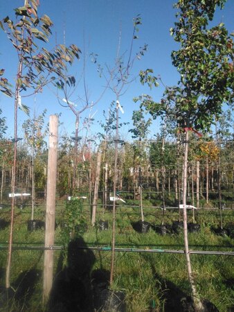 Prunus d. 'Mirabelle de Nancy' 8-10 Hoogstam BAG