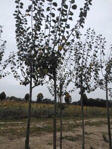 Prunus d. 'Monarch' 10-12 Hoogstam wortelgoed onder vered.