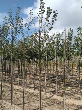 Prunus d. 'Monarch' 12-14 Hoogstam wortelgoed 2 X verplant onder vered. - afbeelding 1