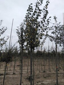 Prunus d. 'Monarch' 12-14 Hoogstam wortelgoed 2 X verplant onder vered. - afbeelding 2