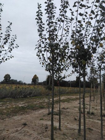 Prunus d. 'Monarch' 14-16 Hoogstam draadkluit 3 X verplant onder vered.