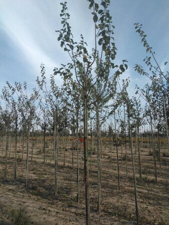 Prunus d. 'Opal' (vroeg) 10-12 Hoogstam wortelgoed onder vered.