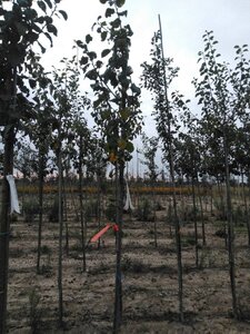 Prunus d. 'Opal' (vroeg) 6-8 Hoogstam wortelgoed onder vered.