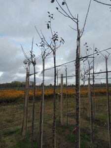 Prunus d. 'Reine Claude d'Althan' = Conducta 10-12 Hoogstam wortelgoed boven vered. 225 cm stam