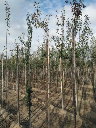 Prunus d. 'Reine Claude d'Althan' = Conducta 10-12 Hoogstam wortelgoed boven vered.