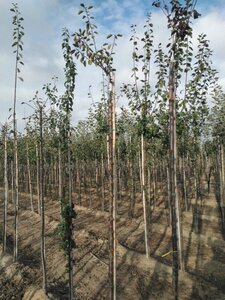 Prunus d. 'Reine Claude d'Althan' = Conducta 10-12 Hoogstam wortelgoed boven vered.