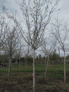 Prunus d. 'Reine Claude d'Althan' = Conducta 30-35 Hoogstam draadkluit 3 X verplant onder vered.