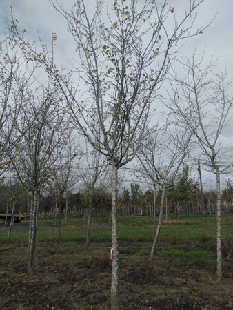 Prunus d. 'Reine Claude d'Althan' = Conducta 30-35 STA WRB 3 X V bottom grafted