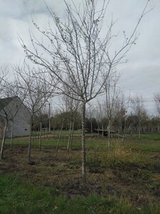 Prunus d. 'Reine Claude d'Althan' = Conducta 30-35 Hoogstam draadkluit boven vered. 4 X verplant