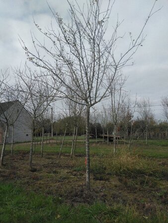 Prunus d. 'Reine Claude d'Althan' = Conducta 30-35 STA WRB top grafted 4 X V