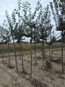 Prunus d. 'Reine Claude Crottée' = Verte= Dorée 10-12 Hoogstam wortelgoed onder vered. - afbeelding 2