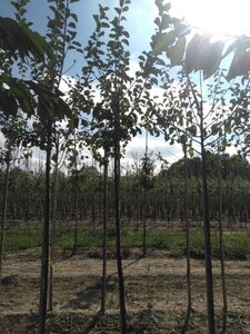 Prunus d. 'Reine Claude Crottée' = Verte= Dorée 10-12 Hoogstam wortelgoed onder vered.