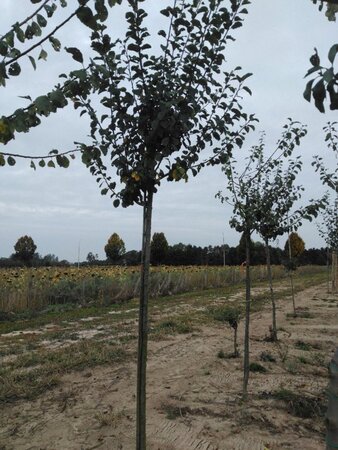 Prunus d. 'Reine Claude Crottée' = Verte= Dorée 14-16 Hoogstam draadkluit 3 X verplant onder vered.
