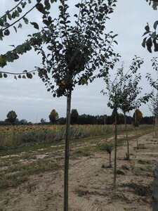 Prunus d. 'Reine Claude Crottée' = Verte= Dorée 14-16 Hoogstam draadkluit 3 X verplant onder vered.