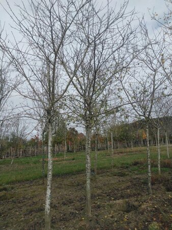 Prunus d. 'Reine Claude Crottée' = Verte= Dorée 25-30 STA WRB 3 X V top grafted - image 2