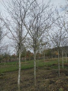 Prunus d. 'Reine Claude Crottée' = Verte= Dorée 25-30 STA WRB 3 X V top grafted - image 2