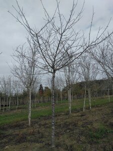 Prunus d. 'Reine Claude Crottée' = Verte= Dorée 25-30 STA WRB 3 X V top grafted