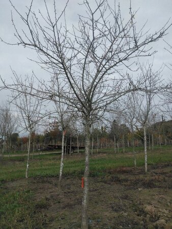 Prunus d. 'Reine Claude Crottée' = Verte= Dorée 30-35 STA WRB 3 X V bottom grafted