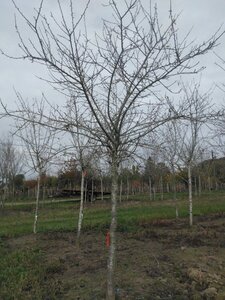 Prunus d. 'Reine Claude Crottée' = Verte= Dorée 30-35 STA WRB 3 X V bottom grafted