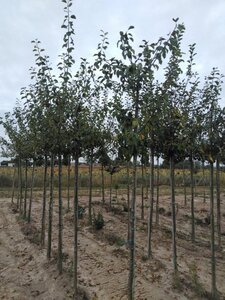 Prunus d. 'Reine Claude Crottée' = Verte= Dorée 6-8 Hoogstam wortelgoed onder vered.
