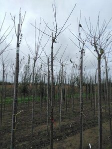 Prunus d. 'Reine Claude d'Oullins' GEELGROEN 10-12 Hoogstam wortelgoed boven vered. 225 cm stam