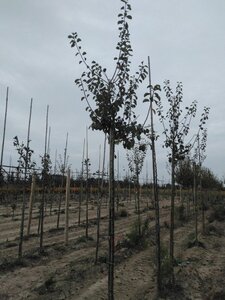 Prunus d. 'Reine Claude d'Oullins' GEELGROEN 10-12 Hoogstam wortelgoed onder vered.