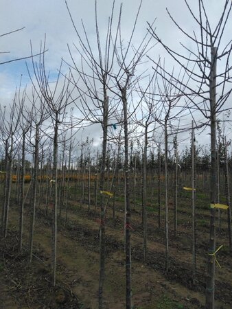 Prunus d. 'Reine Claude d'Oullins' GEELGROEN 10-12 Hoogstam wortelgoed onder vered. - afbeelding 2