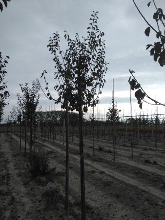 Prunus d. 'Reine Claude d'Oullins' GEELGROEN 12-14 Hoogstam wortelgoed 2 X verplant onder vered. - afbeelding 2