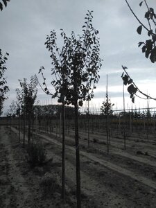Prunus d. 'Reine Claude d'Oullins' GEELGROEN 12-14 Hoogstam wortelgoed 2 X verplant onder vered. - afbeelding 2