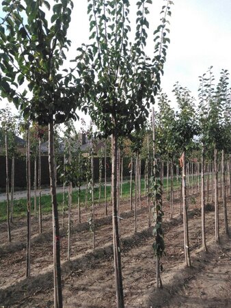 Prunus d. 'Reine Claude d'Oullins' GEELGROEN 12-14 Hoogstam wortelgoed 2 X verplant onder vered. - afbeelding 1